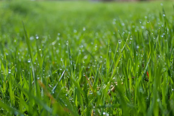 morning dew on the grass under the sun, spring morning green meadow with grass.