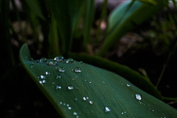 Відшарування Тропічного Листа Темно Зеленій Текстурі Абстрактний Візерунок Природа Фону — стокове фото