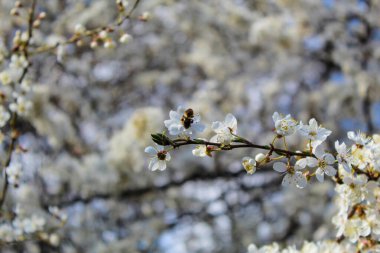 Bee pollinates a fruit tree