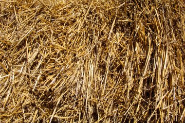 Background of straw on the field, hay bale texture