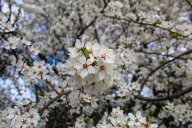 The spring garden has blossomed