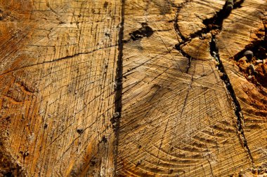 Wooden background from a cut tree, texture stump