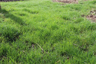Branches lie in the grass in the field on a warm spring morning