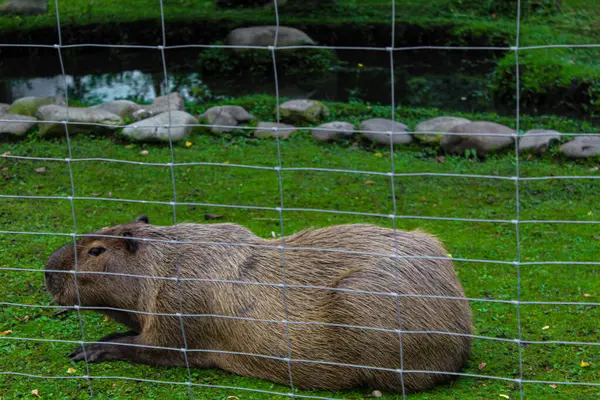Capybara Çimlerin Üzerinde Dinleniyor Bir Gölün Taşların Arka Planında Capybara — Stok fotoğraf