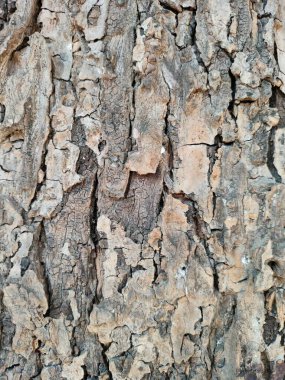Ağaç kabuğu deseni ağaçtan pürüzsüz dokudur. Arka plandaki ahşap işlemeler için, Kahverengi Ağaç Kabuğu. Doğa, gövde, ağaç kabuğu, ahşap, ağaç gövdesi.
