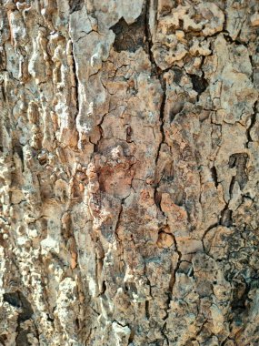 Ağaç kabuğu deseni ağaçtan pürüzsüz dokudur. Arka plandaki ahşap işlemeler için, Kahverengi Ağaç Kabuğu. Doğa, gövde, ağaç kabuğu, ahşap, ağaç gövdesi.