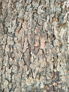 Ağaç kabuğu deseni ağaçtan pürüzsüz dokudur. Arka plandaki ahşap işlemeler için, Kahverengi Ağaç Kabuğu. Doğa, gövde, ağaç kabuğu, ahşap, ağaç gövdesi.