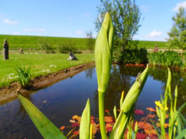 YELLOW İRİS, Kıyıda Yellow Iris ile Gölet.