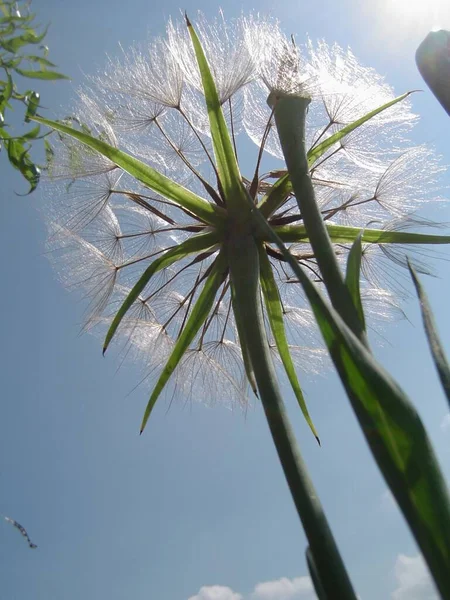 Sabah Yıldızı, Yulaf Kökü, TRAGOPOGON, Yazar Planı,