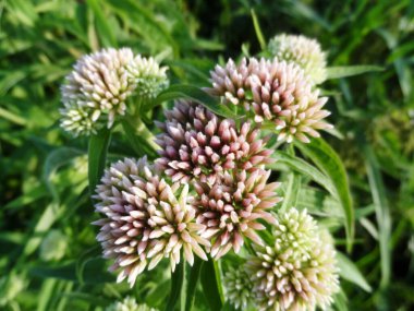 ROYALWEED EUOATORIUM CANNABIUM, LIVERHERB