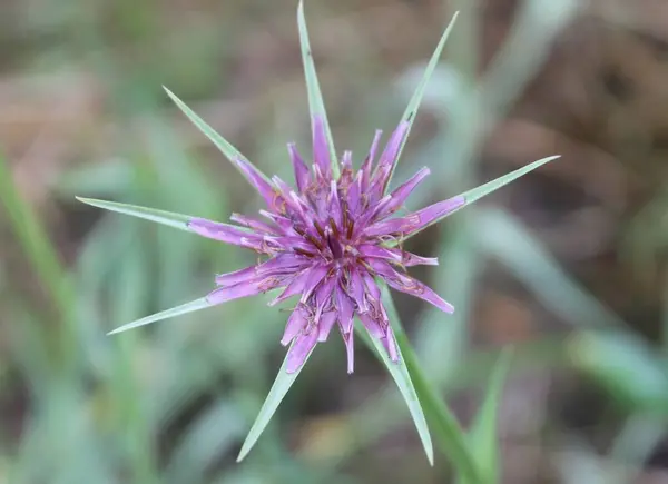MORNING STAR, OAT ROOT, TRAGOPOGON, OYSTER PLANT,