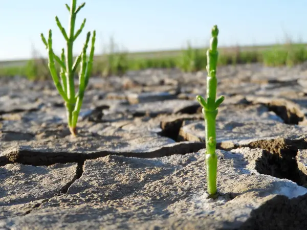 stock image SAMPHIRE ON THE SALT MARSHES OF THE WADDEN SEA,