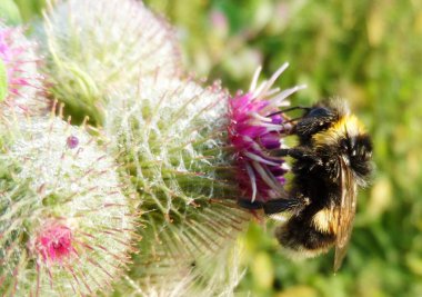 LARGE BUDDY, ARCTIUM LAPPA. Bumblebee 'yle birlikte..