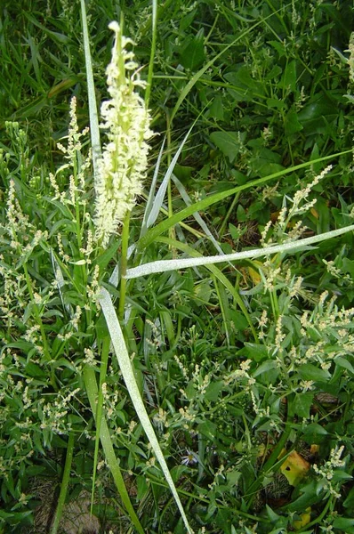 Daimi kordgrass Sporobolus maritimus.