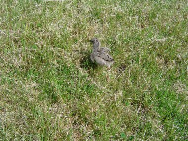 OYSTERCATCKER, BİR YÖNETMENİN YENİ KATİLİYOR.