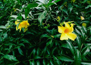 Eşsiz renkleri ve çiçek şekilleri olan yabani çiçekler.