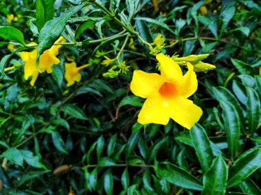 Alamnda adındaki yabani çiçek izole edilmiş parlak bir arkaplan