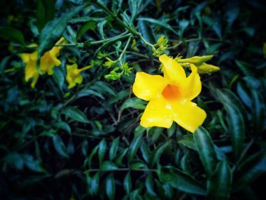 Tropikal ve subtropikal diyarlarda yaşayabilen kır çiçekleri