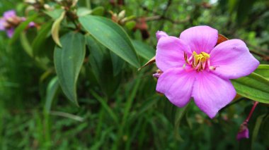 Tropikal ve subtropikal diyarlarda yaşayabilen kır çiçekleri