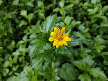 Güzel kır çiçekleri yemyeşil yapraklarla bezenmiş bu da güzel doğal bir zemin oluşturuyor..