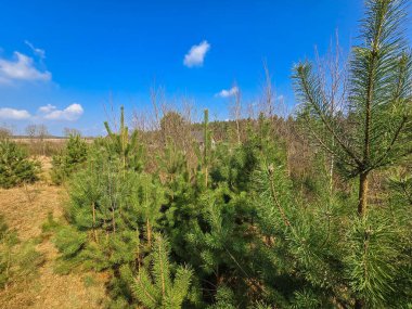 Newly planted young pine forest, reforestation concept. High quality photo