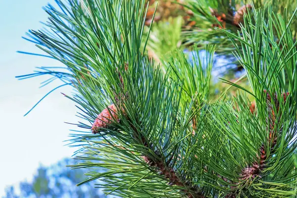 Evergreen tree. Pine tree branch needles. Winter time. High quality photo
