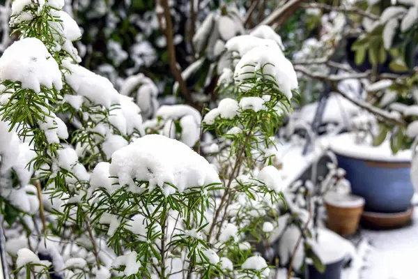Green thyme covered with snow in the garden in winter. High quality photo