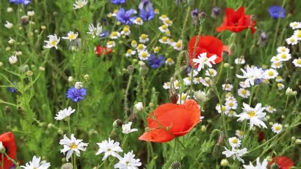 Beyaz Bir Papatya Çayı Çalısı Rüzgarda Sallanıyor Tarladaki Kır Çiçekleri — Stok video