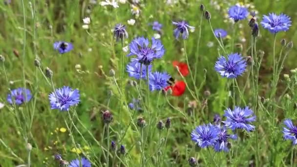 Летом Поле Растут Голубые Полевые Цветы Дикие Цветы Плывут Ветру — стоковое видео