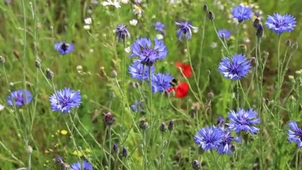 夏には畑に青い野生の花を咲かせます 風に揺れる美しい野生の花 — ストック動画