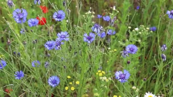 Yazın Tarlada Yetişen Mavi Kır Çiçekleri Rüzgarda Sallanan Güzel Yabani — Stok video