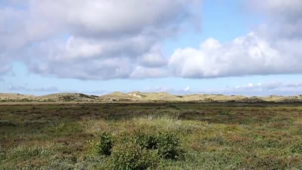 Gurun Pasir Ditutupi Dengan Lumut Dan Rumput Denmark Utara Cape — Stok Video