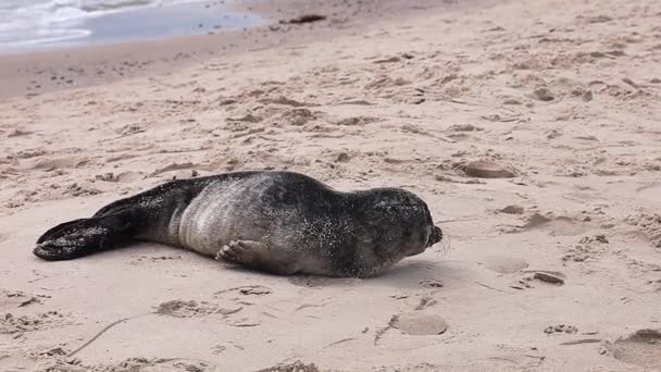 Small Seal Lies Beach Sand Sea Looks — Stock Video