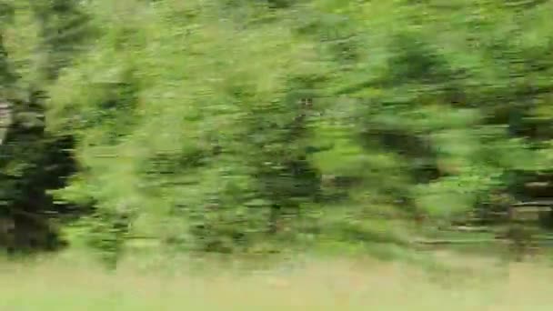 Widok Okna Szybko Poruszającego Się Samochodu Lasu Krajobrazu — Wideo stockowe