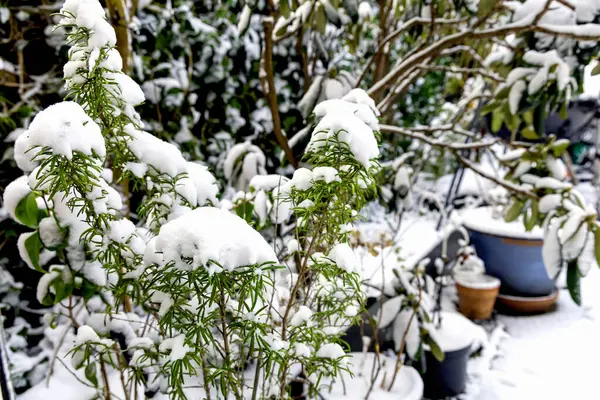 Green thyme covered with snow in the garden in winter. High quality photo