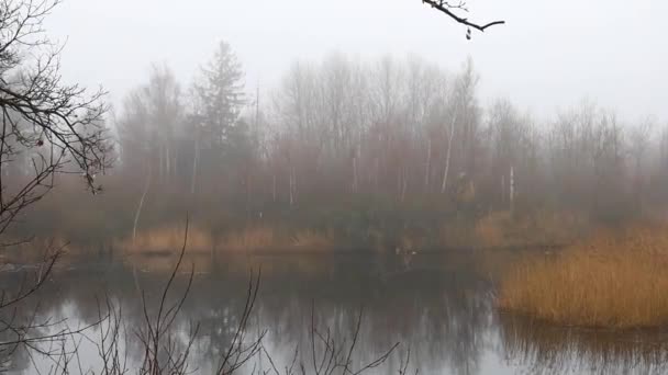 Mglisty Poranek Nad Malowniczym Jeziorem Otoczonym Drzewami Wysoką Trawą Jesienią — Wideo stockowe