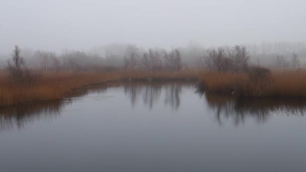 Туманное Утро Живописном Озере Окруженном Деревьями Высокой Травой Осенью — стоковое видео