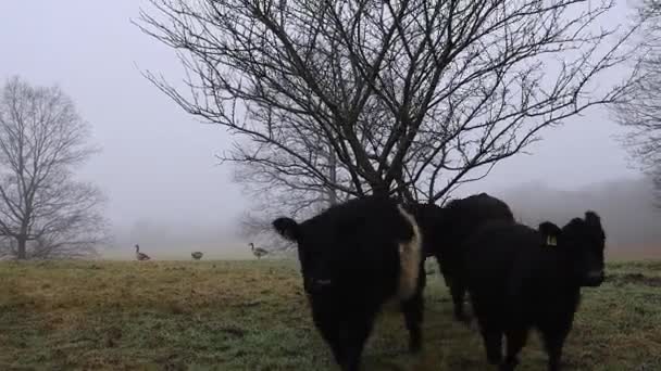 Schwarze Und Weiße Kühe Grasen Einer Graslandschaft — Stockvideo