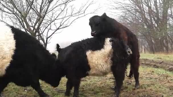 Μαύρες Και Λευκές Αγελάδες Βόσκουν Ένα Καταπράσινο Τοπίο — Αρχείο Βίντεο