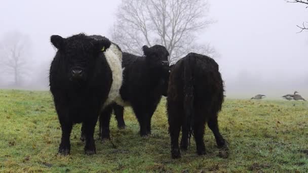 Black White Cows Grazing Grassy Landscape — Stock Video