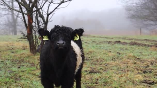 黑白相间的奶牛在草地上吃草 — 图库视频影像