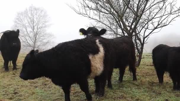 Schwarze Und Weiße Kühe Grasen Einer Graslandschaft — Stockvideo
