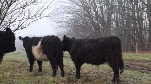 Μαύρες Και Λευκές Αγελάδες Βόσκουν Ένα Καταπράσινο Τοπίο — Αρχείο Βίντεο