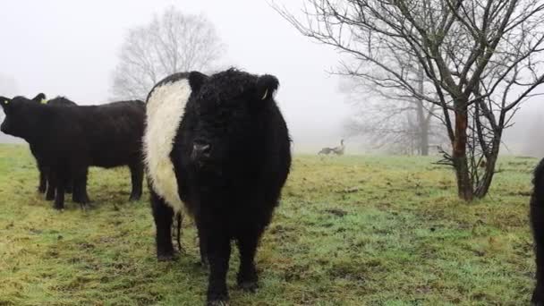 Vacas Blancas Negras Pastando Paisaje Herboso — Vídeo de stock
