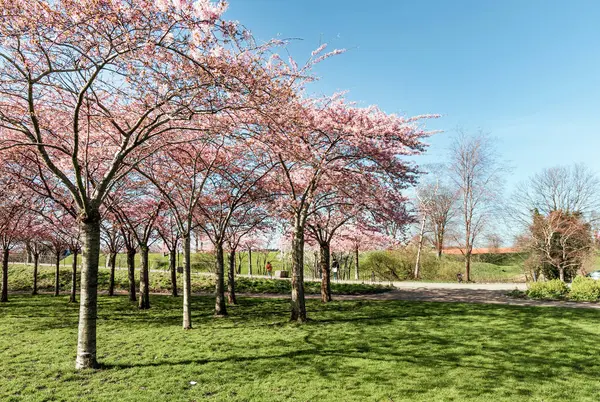 아름다운 Langelinie 공원에서 블로섬 사쿠라 코펜하겐 덴마크 — 스톡 사진