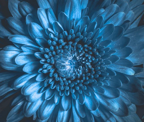 close up photo of blue chrysanthemum