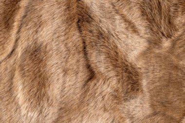 texture background of brown fur