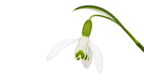 stock image  close-up of snowdrops flower isolated on white background