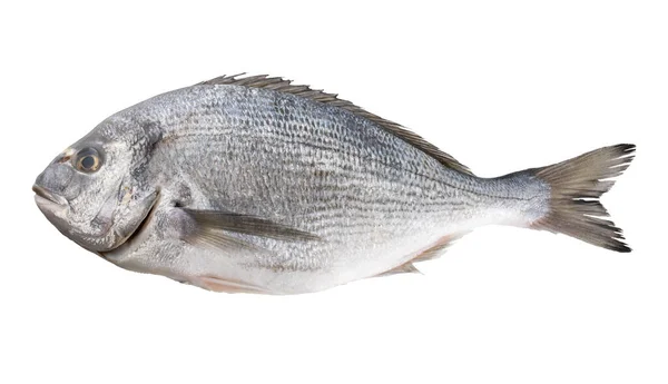 Isoliertes Foto Von Frischem Dorado Fisch — Stockfoto