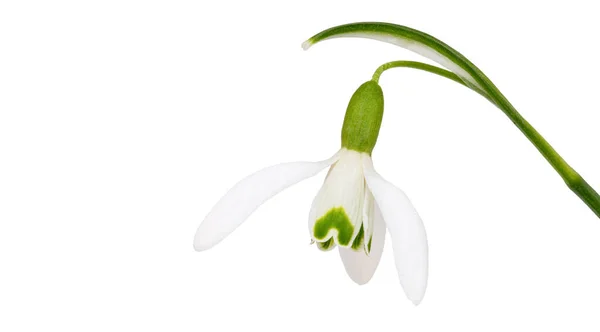 Close Snowdrops Flower Isolated White Background Stock Image